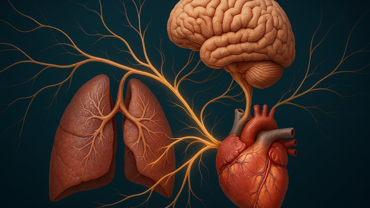 Effects of Man-Made Electromagnetic Fields on Heart Rate Variability Parameters of General Public: A Systematic Review and Meta-Analysis of Experimental Studies