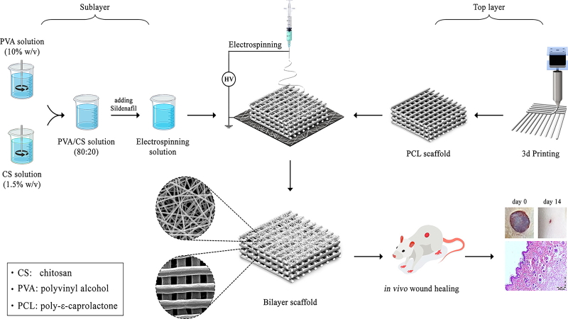 An in Vitro and in Vivo Study of Electrospun Polyvinyl Alcohol/Chitosan/Sildenafil Citrate Mat on 3D-Printed Polycaprolactone Membrane As a Double Layer Wound Dressing