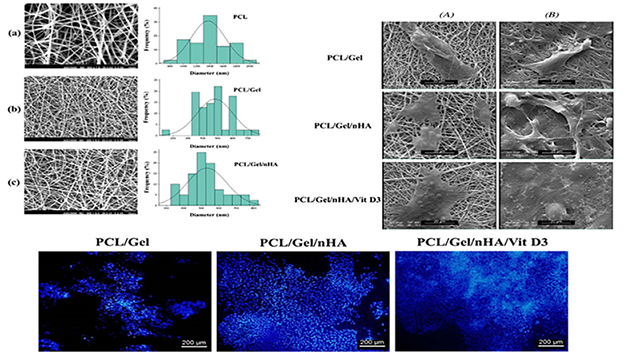 Incorporation of Nanohydroxyapatite and Vitamin D3 Into Electrospun Pcl/Gelatin Scaffolds: The Influence on the Physical and Chemical Properties and Cell Behavior for Bone Tissue Engineering