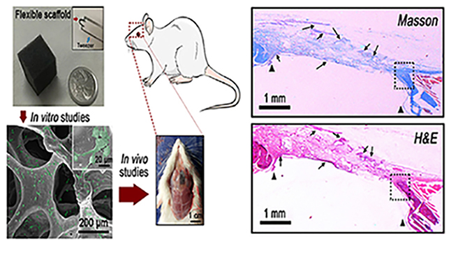 A Novel Flexible, Conductive, and Three-Dimensional Reduced Graphene Oxide/Polyurethane Scaffold for Cell Attachment and Bone Regeneration