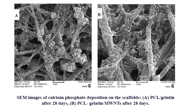 Preparation and Characterization of Poly Ε-Caprolactone-Gelatin/Multi-Walled Carbon Nanotubes Electrospun Scaffolds for Cartilage Tissue Engineering Applications