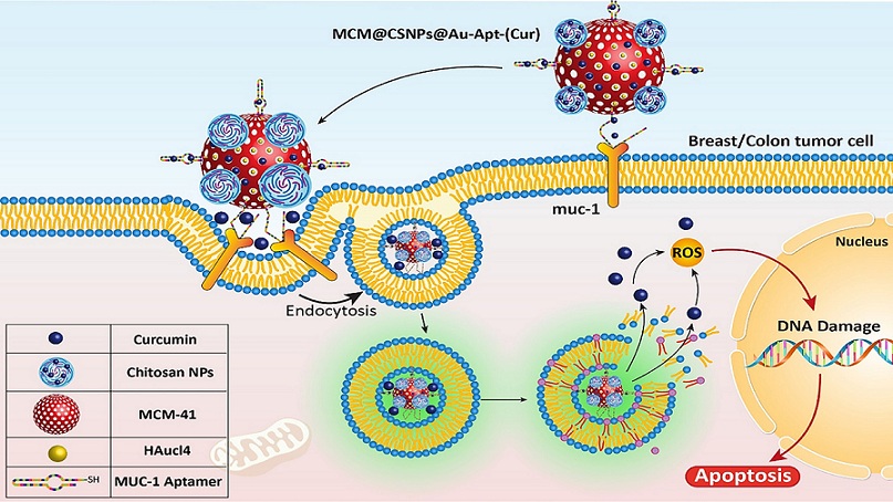 Mesoporous Silica@Chitosan@Gold Nanoparticles As “On/Off” Optical Biosensor and Ph-Sensitive Theranostic Platform Against Cancer