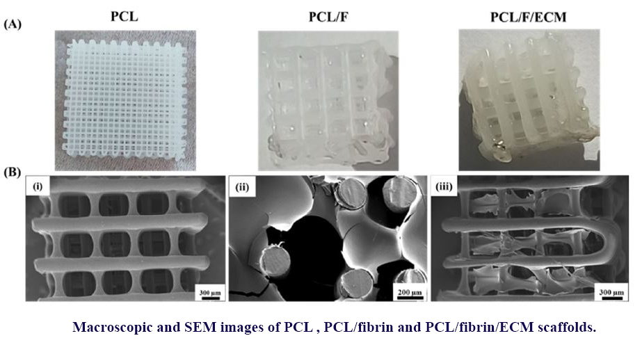 Chondrogenesis of Mesenchymal Stromal Cells on the 3D Printed Polycaprolactone/Fibrin/Decellular Cartilage Matrix Hybrid Scaffolds in the Presence of Piascledine