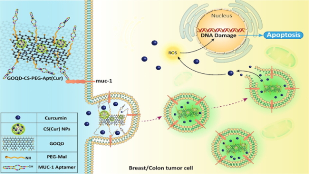 Graphene Oxide Quantum Dot-Chitosan Nanotheranostic Platform As a Ph-Responsive Carrier for Improving Curcumin Uptake Internalization: In Vitro & in Silico Study