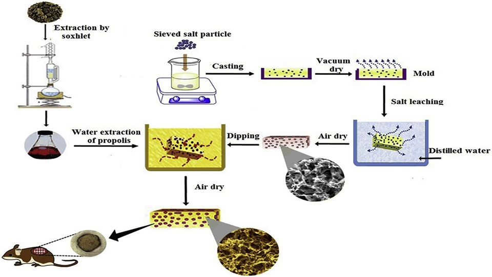 In Vitro and in Vivo Performance of a Propolis-Coated Polyurethane Wound Dressing With High Porosity and Antibacterial Efficacy