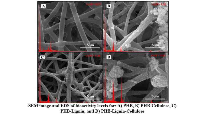 Osteogenic Potential of Phb-Lignin/Cellulose Nanofiber Electrospun Scaffold As a Novel Bone Regeneration Construct