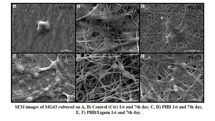 Optimization and Characterization of Polyhydroxybutyrate/Lignin Electro-Spun Scaffolds for Tissue Engineering Applications