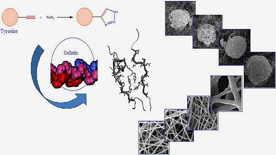 Novel Electrospun Nanofibers of Modified Gelatin-Tyrosine in Cartilage Tissue Engineering
