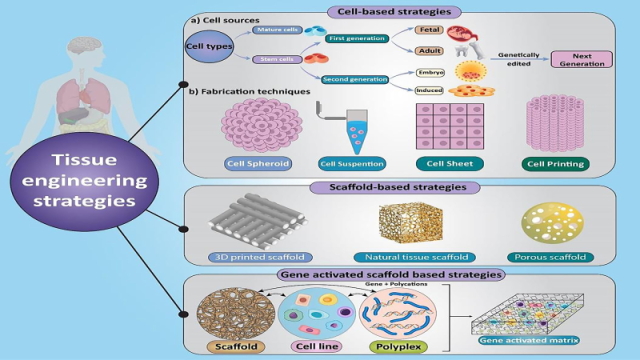 Exploring the Evolution of Tissue Engineering Strategies Over the Past Decade: From Cell-Based Strategies to Gene-Activated Matrix