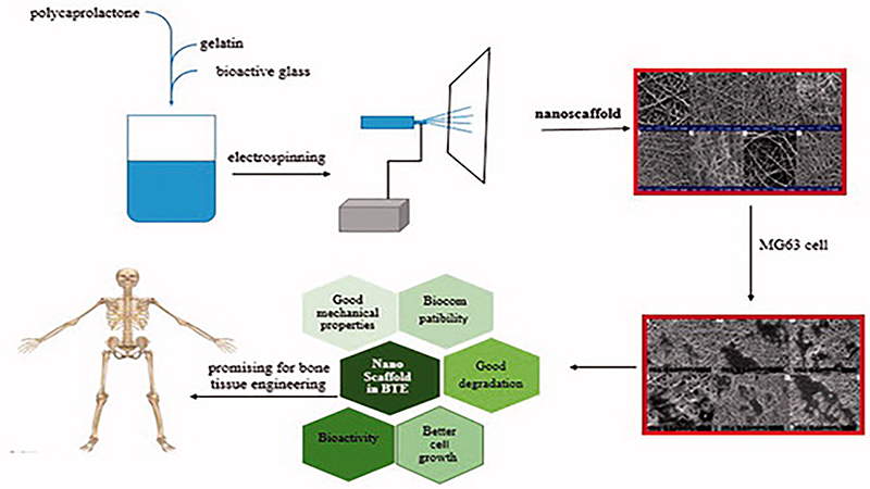 Electrospun Polycaprolactone/Gelatin/Bioactive Glass Nanoscaffold for Bone Tissue Engineering
