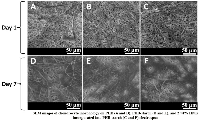Electrospun Halloysite Nanotube Loaded Polyhydroxybutyrate-Starch Fibers for Cartilage Tissue Engineering