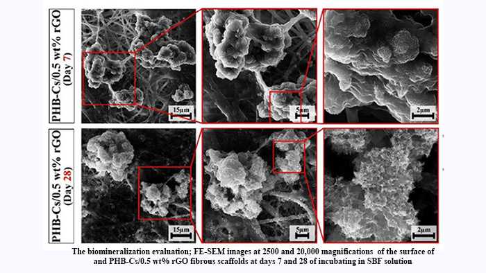 Evaluating the Osteogenic Potential of Reduced Graphene Oxide-Reinforced Poly(3-Hydroxybutyrate)-Chitosan Composite Scaffold for Bone Tissue Regeneration Applications