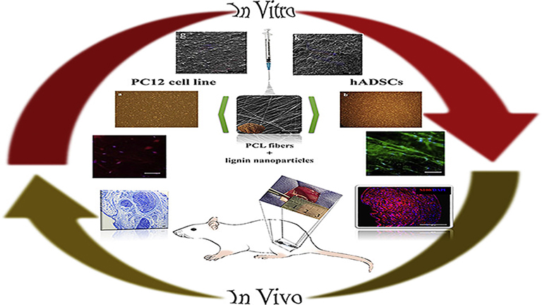 Application of Electrospun Polycaprolactone Fibers Embedding Lignin Nanoparticle for Peripheral Nerve Regeneration: In Vitro and in Vivo Study