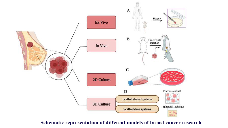 Recent Innovations in Strategies for Breast Cancer Therapy by Electrospun Scaffolds: A Review