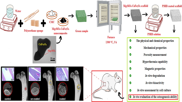 A 3D Macroporous and Magnetic Mg2sio4-Cufe2o4 Scaffold for Bone Tissue Regeneration: Surface Modification, in Vitro and in Vivo Studies