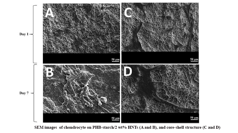 A Core-Shell Electrospun Scaffold of Polyhydroxybutyrate-Starch/Halloysite Nanotubes Containing Extracellular Matrix and Chitosan for Articular Cartilage Tissue Engineering Application