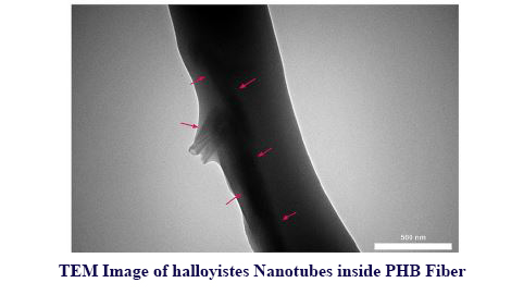 Evaluation of the Effects of Halloysite Nanotubes on Physical, Mechanical, and Biological Properties of Polyhydroxy Butyrate Electrospun Scaffold for Cartilage Tissue Engineering Applications