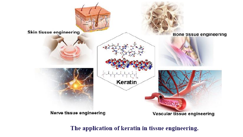 Keratin-Containing Scaffolds for Tissue Engineering Applications: A Review