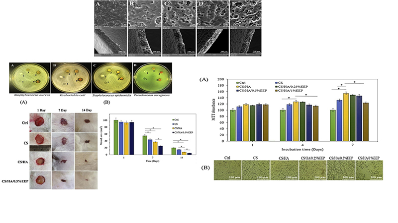 Cornstarch-Based Wound Dressing Incorporated With Hyaluronic Acid and Propolis: In Vitro and in Vivo Studies