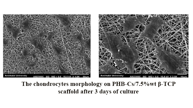 Evaluation of the Effects of Β-Tricalcium Phosphate on Physical, Mechanical and Biological Properties of Poly (3-Hydroxybutyrate)/Chitosan Electrospun Scaffold for Cartilage Tissue Engineering Applications