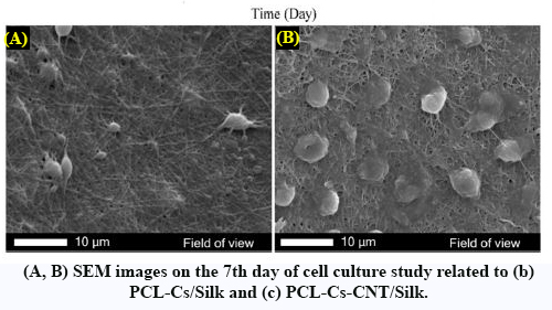 Chemofunctionalization of Knitted Silk to Improve Interface Connection in a Nano/Micro Scaffold Based on Polycaprolactone-Chitosan-Multi-Walled Carbon Nanotube/Silk