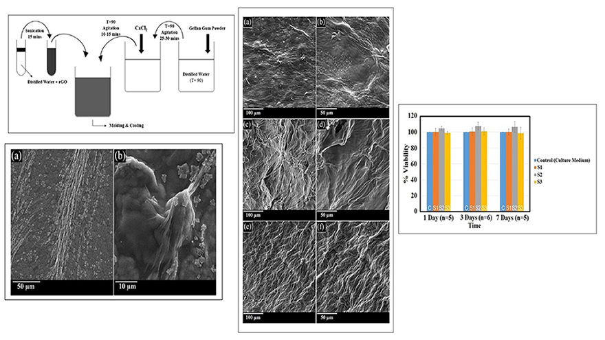 Reduced Graphene Oxide–Reinforced Gellan Gum Thermoresponsive Hydrogels As a Myocardial Tissue Engineering Scaffold