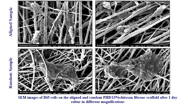Biodegradation and Cellular Evaluation of Aligned and Random Poly (3-Hydroxybutyrate)/Chitosan Electrospun Scaffold for Nerve Tissue Engineering Applications