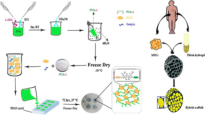 Chondrogenesis of Human Adipose-Derived Mesenchymal Stromal Cells on the [Devitalized Costal Cartilage Matrix/Poly(Vinyl Alcohol)/Fibrin] Hybrid Scaffolds