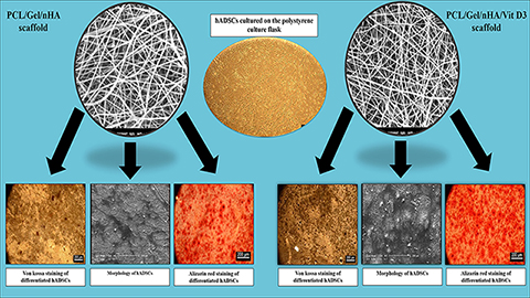 Promoting Effect of Nano Hydroxyapatite and Vitamin D3 on the Osteogenic Differentiation of Human Adipose-Derived Stem Cells in Polycaprolactone/Gelatin Scaffold for Bone Tissue Engineering