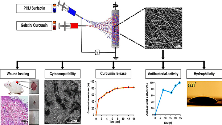 A Bifunctional Electrospun Nanocomposite Wound Dressing Containing Surfactin and Curcumin: In Vitro and in Vivo Studies