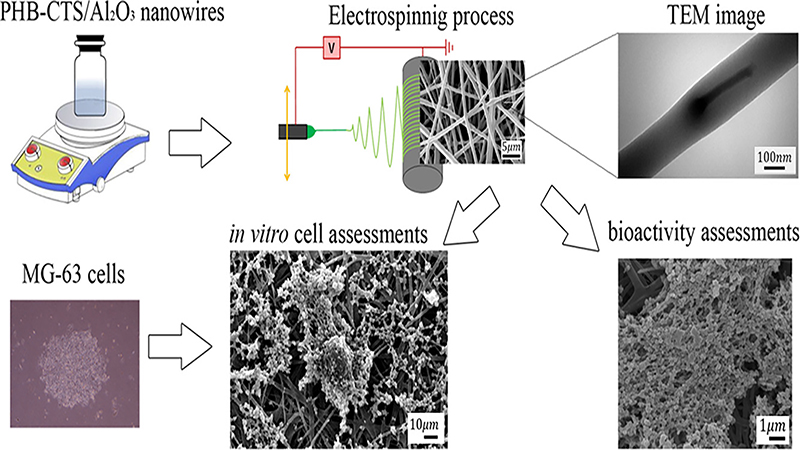 Potential of an Electrospun Composite Scaffold of Poly (3-Hydroxybutyrate)-Chitosan/Alumina Nanowires in Bone Tissue Engineering Applications