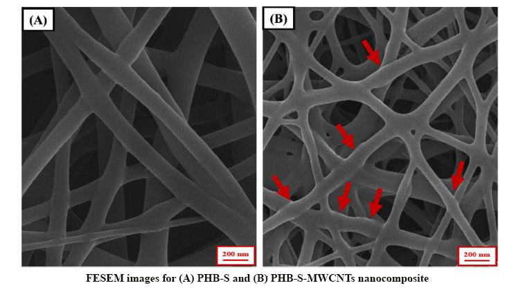 Polyhydroxybutyrate-Starch/Carbon Nanotube Electrospun Nanocomposite: A Highly Potential Scaffold for Bone Tissue Engineering Applications