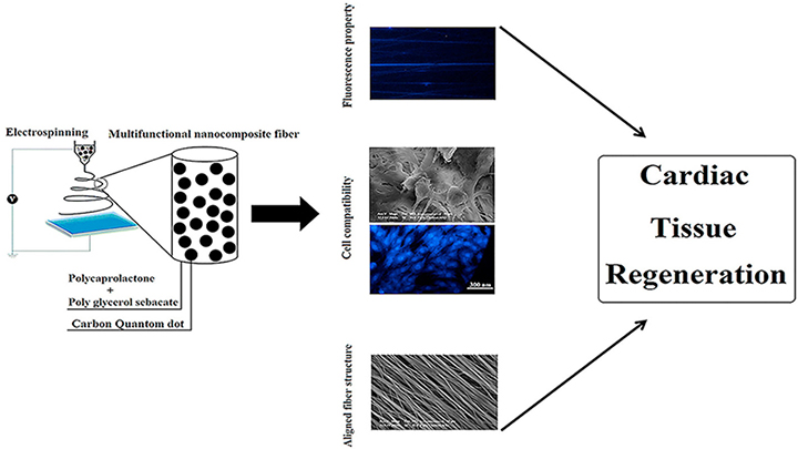 Poly Glycerol Sebacate/ Polycaprolactone/ Carbon Quantum Dots Fibrous Scaffold As a Multifunctional Platform for Cardiac Tissue Engineering