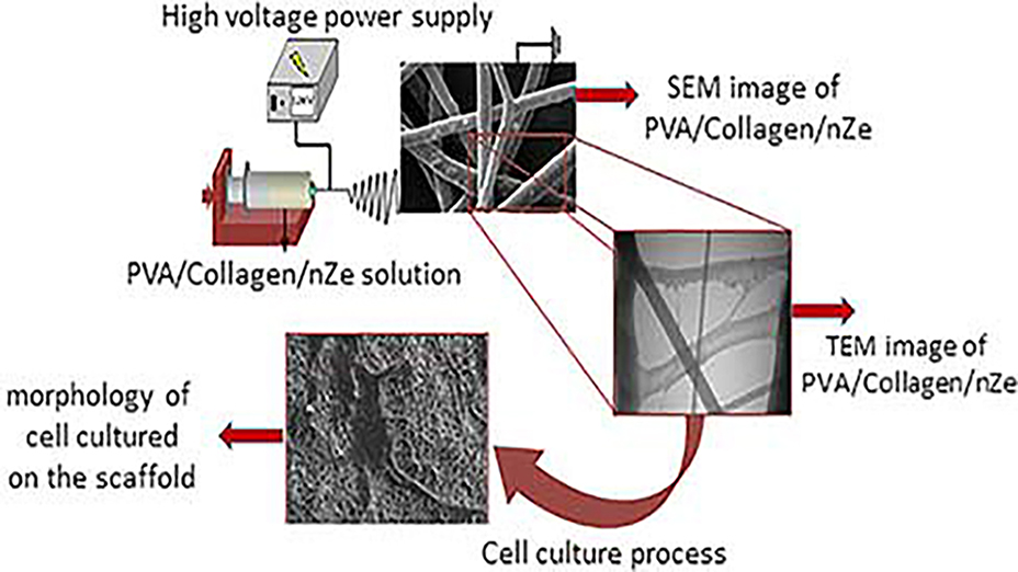 Incorporation of Zeolite and Silica Nanoparticles Into Electrospun Pva/Collagen Nanofibrous Scaffolds: The Influence on the Physical, Chemical Properties and Cell Behavior