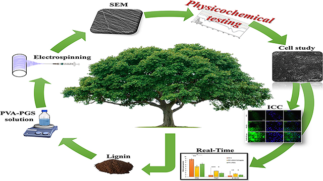 Promoting Neural Cell Proliferation and Differentiation by Incorporating Lignin Into Electrospun Poly(Vinyl Alcohol) and Poly(Glycerol Sebacate) Fibers