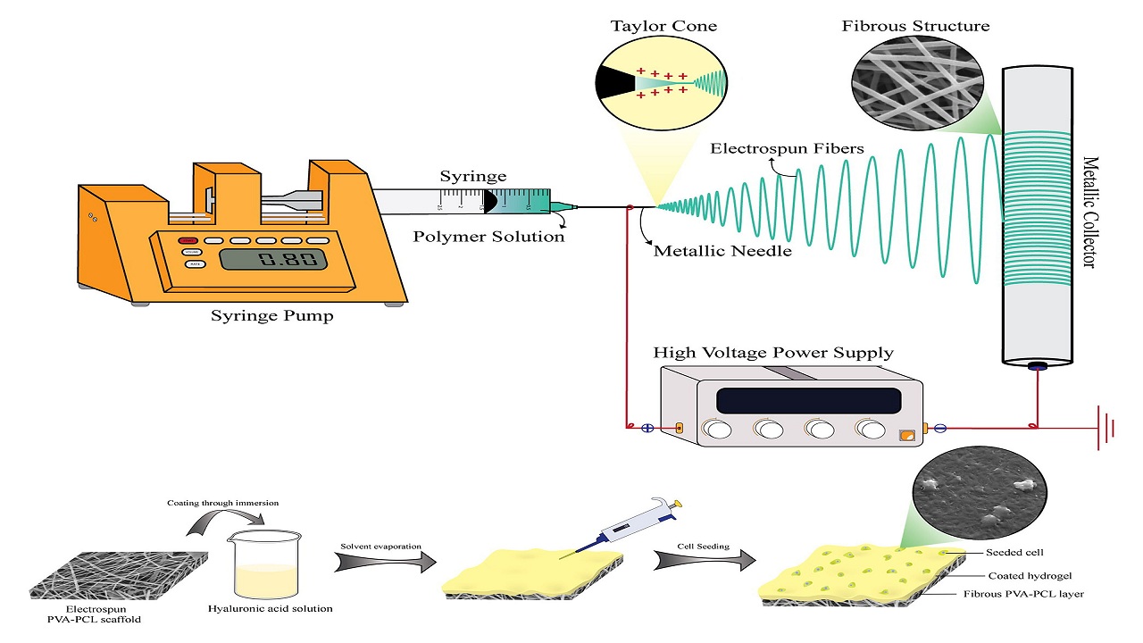 Enhanced Biological Properties of Polyvinyl Alcohol-Polycaprolactone/Hyaluronic Acid-Coated Electrospun Scaffolds for Articular Cartilage Regeneration