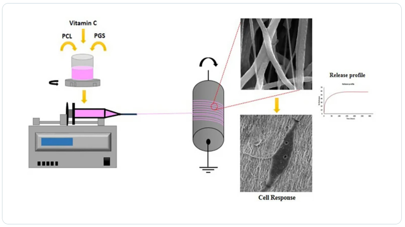 The Effect of Vitamin C-Loaded Electrospun Polycaprolactone/Poly (Glycerol Sebacate) Fibers for Peripheral Nerve Tissue Engineering