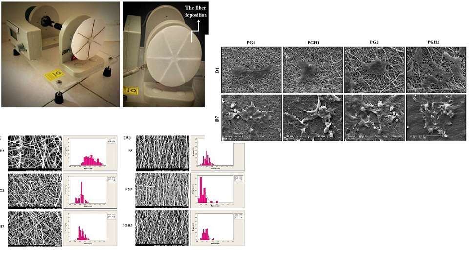 The Effect of Collector Type on the Physical, Chemical, and Biological Properties of Polycaprolactone/Gelatin/Nano-Hydroxyapatite Electrospun Scaffold