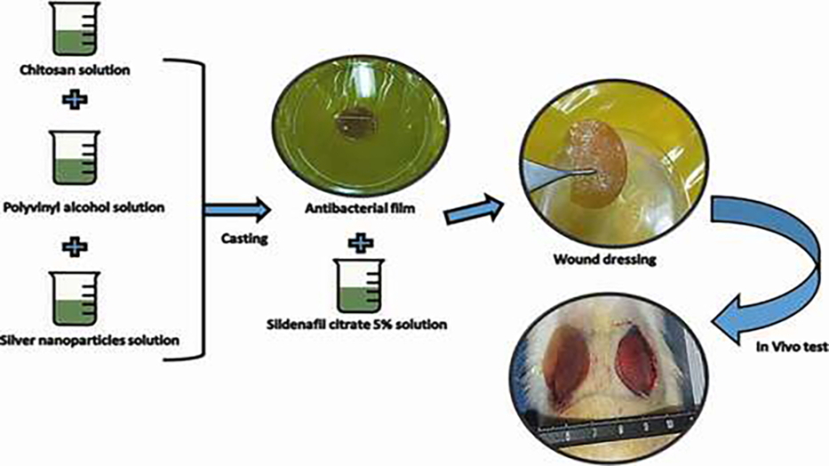 Fabrication and Characterisation of Chitosan/Polyvinyl Alcohol-Based Transparent Hydrogel Films Loaded With Silver Nanoparticles and Sildenafil Citrate for Wound Dressing Applications