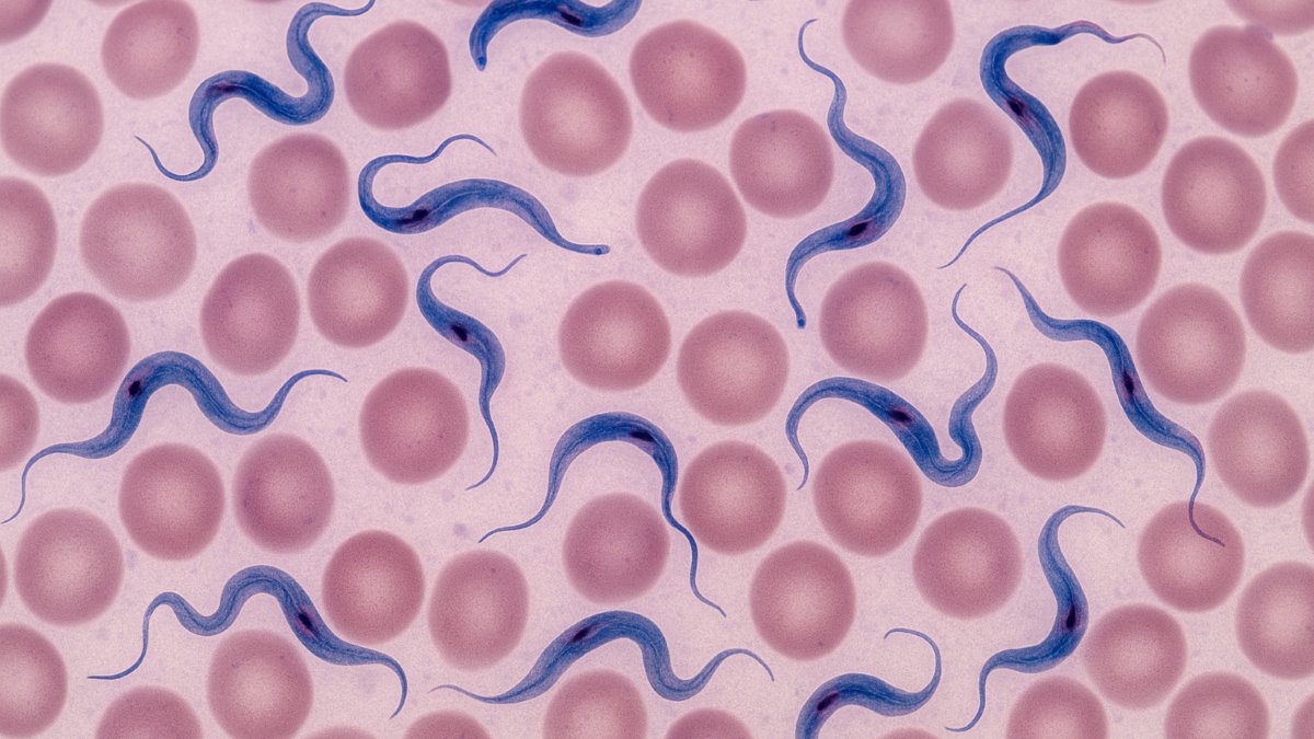 Contribution of Epidermal Growth Factor (Egf) in the Treatment of Cutaneous Leishmaniasis Caused by Leishmania Major in Balb/C Mice